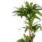 Decorative plant Dracaena I in a pot Inart green pp H170cm