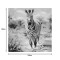 Canvas painting Zebrero Inart 100x3x100cm