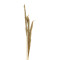 Deco pampas leaf Beroun Inart set of 3 pieces in natural color H140cm
